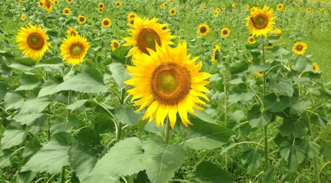 夏季休暇のお知らせ